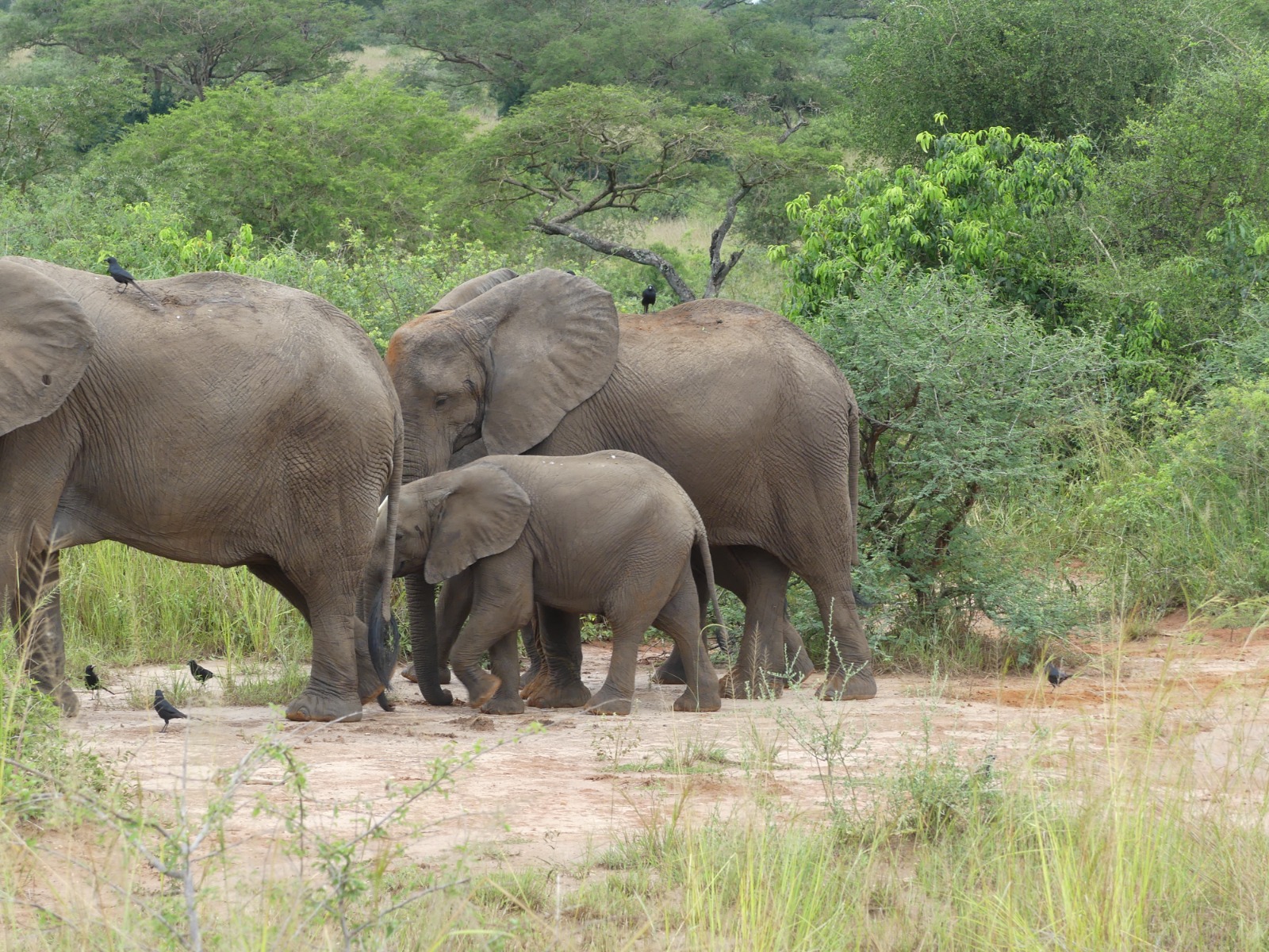 3days queen Elizabeth NP trail