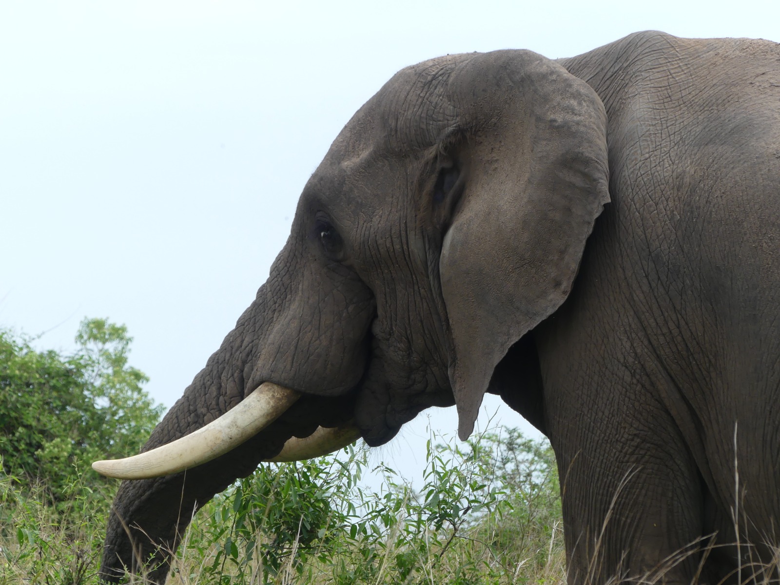 The Ancient Mist: A 3-Day Grazers Gorilla Pilgrimage