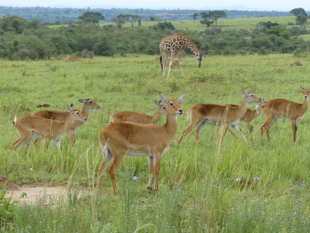 Grazers’ Wilderness adventure