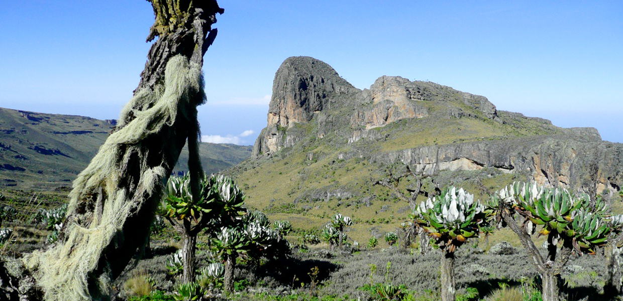 Grazers on the rim;  sipi & Elgon summit