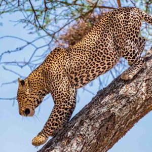 african-leopard-climbing-coming-down-tree-daytime