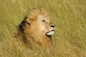 african-lion-national-park