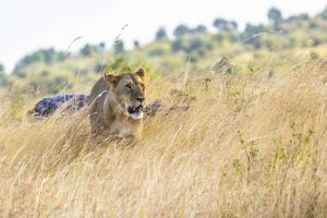 beautiful-shot-lioness-masai-mara-safari-kenya-sunny-day