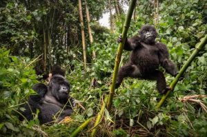 mountain-gorillas-gorilla-1