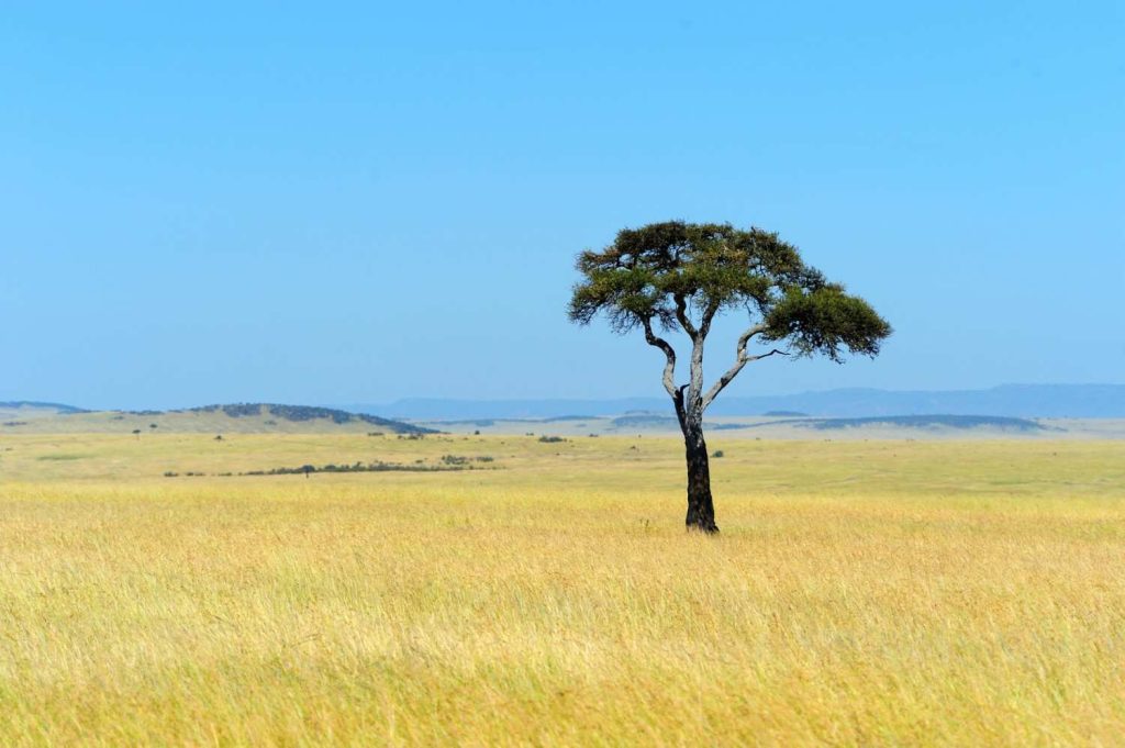 Grazers’ Primal paths to the savannah