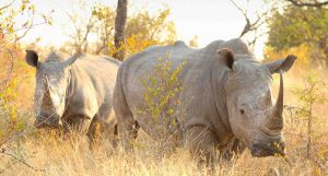 two-rhinos-field-sunny-day