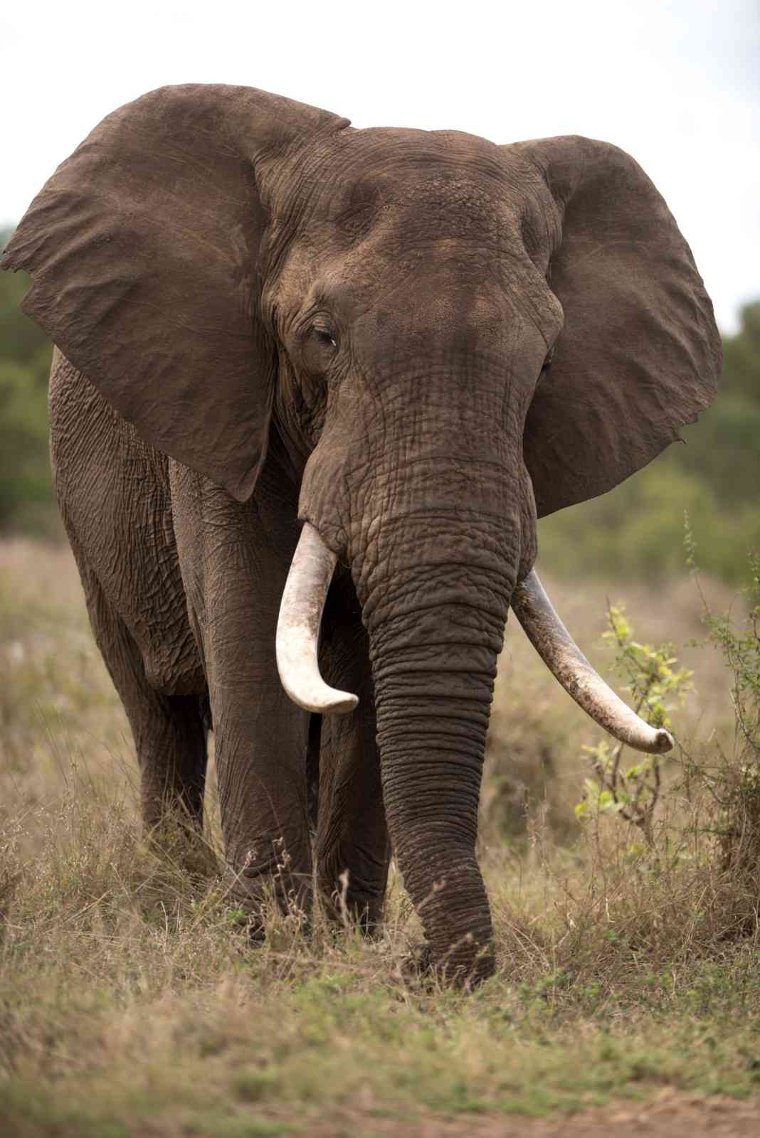 The Grazers Great Rift Adventure